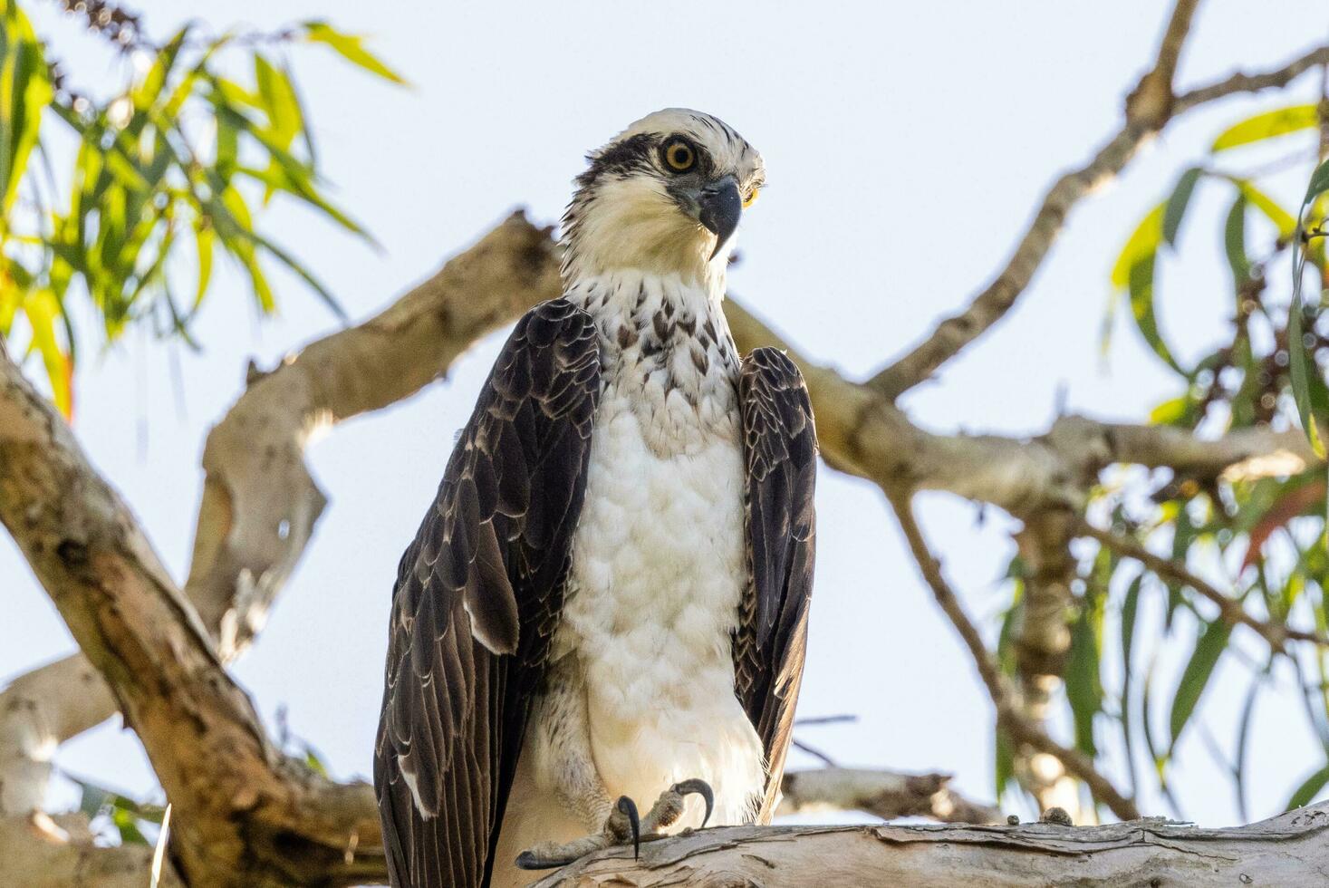 Osprey the Fish Eagle photo