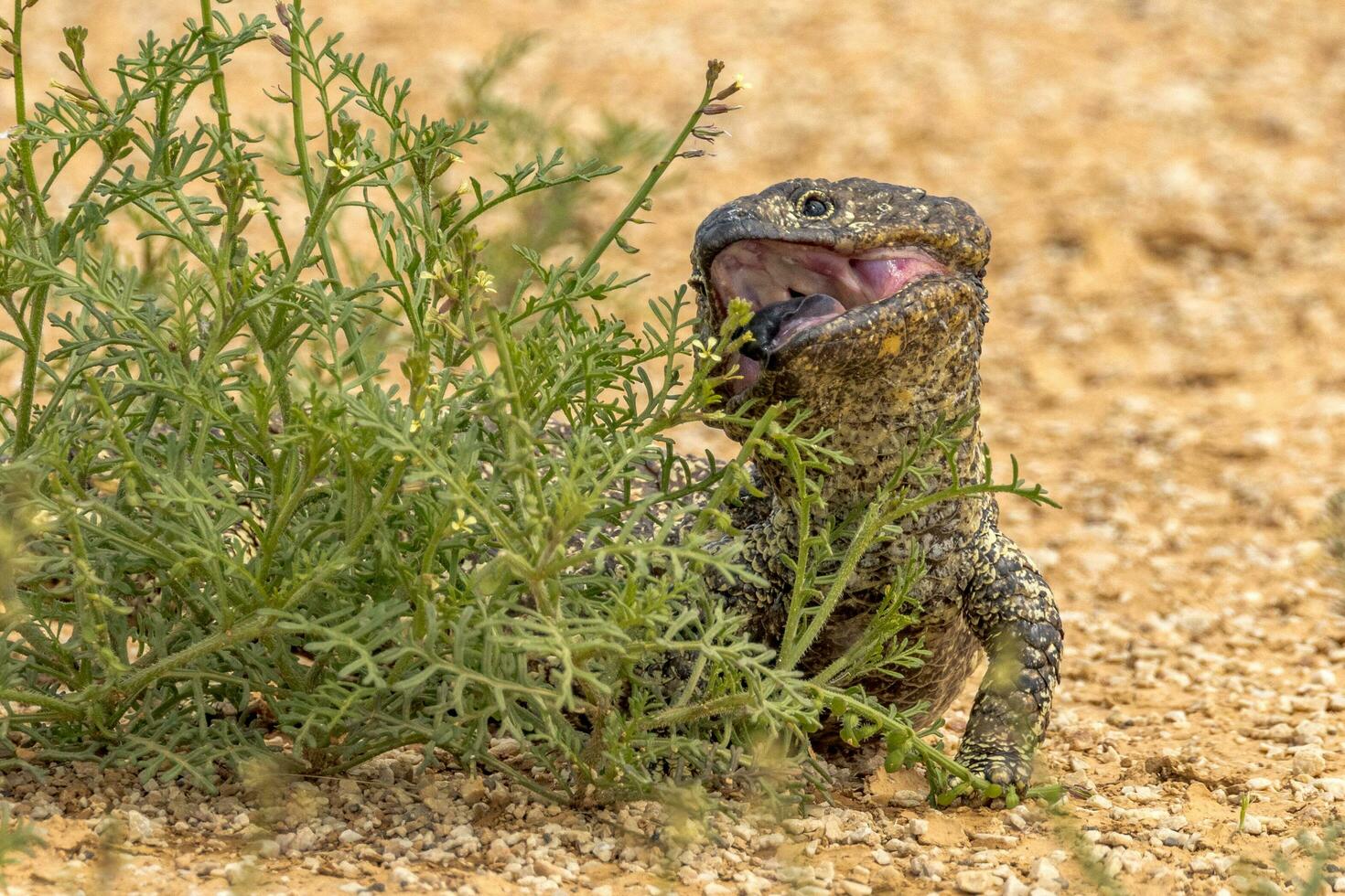 Shingle-backed or Blue-tongued Skink photo