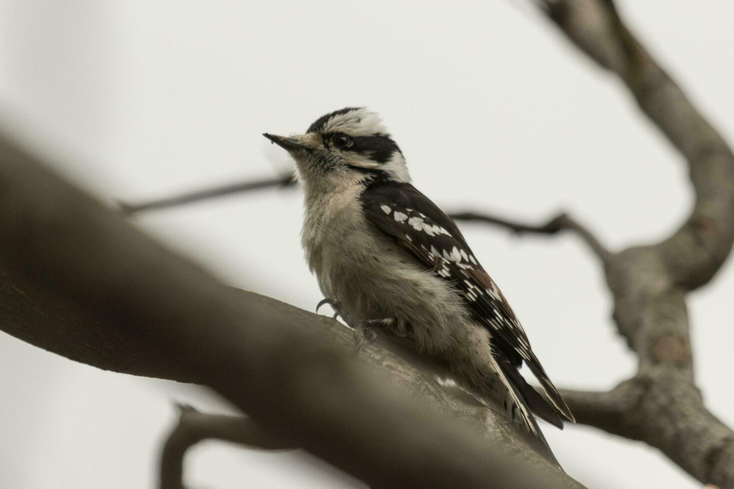 velloso pájaro carpintero en Estados Unidos foto