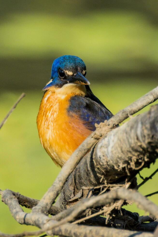 Azure Kingfisher in Australia photo