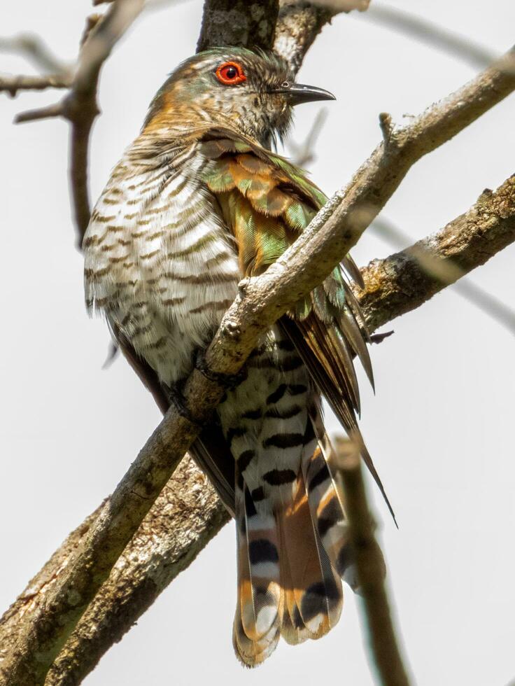 Little Bronze Cuckoo in Australia photo