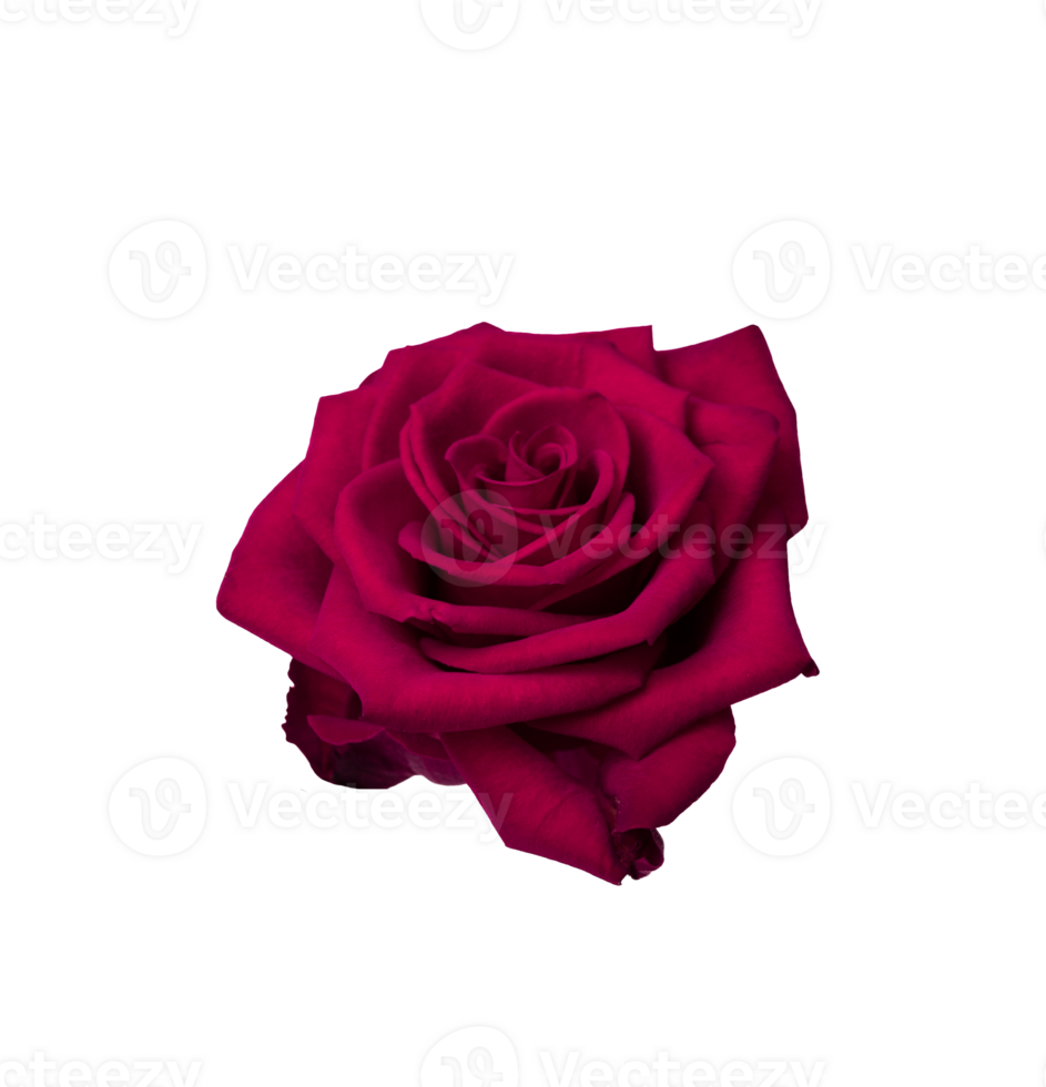 Red rose flower isolated transparent png. Nature object for design to Valentines Day, mothers day, wedding, anniversary png