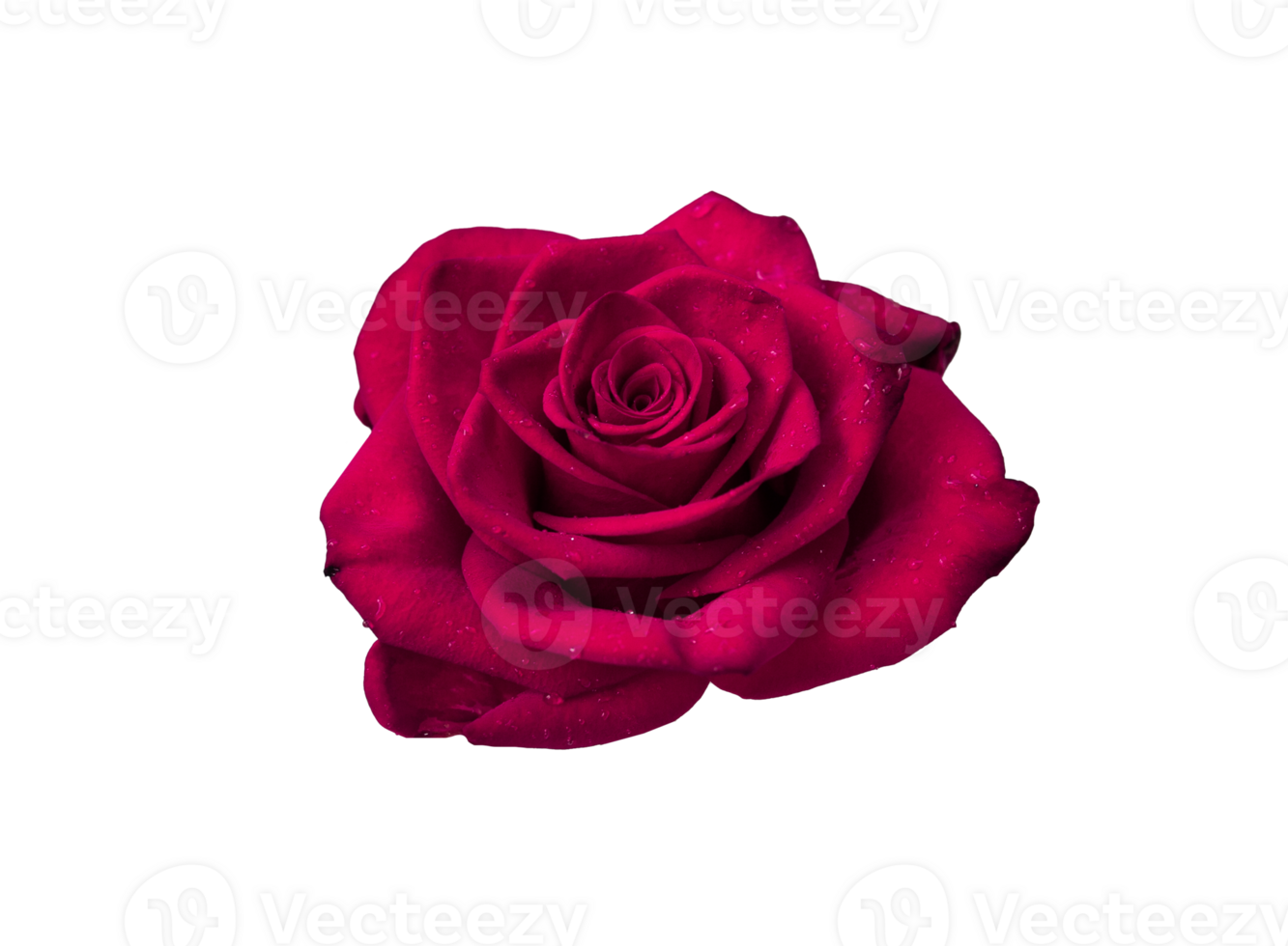 Red rose flower isolated transparent png. Nature object for design to Valentines Day, mothers day, anniversary png