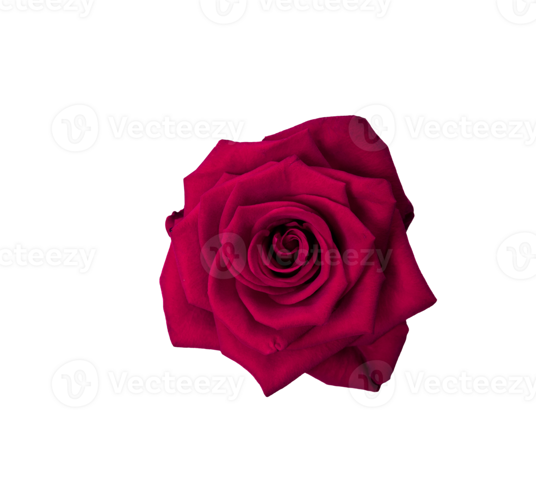 rot Rose Blume isoliert transparent png. Natur Objekt zum Design zu Valentinsgrüße Tag, Mütter Tag, Jahrestag png