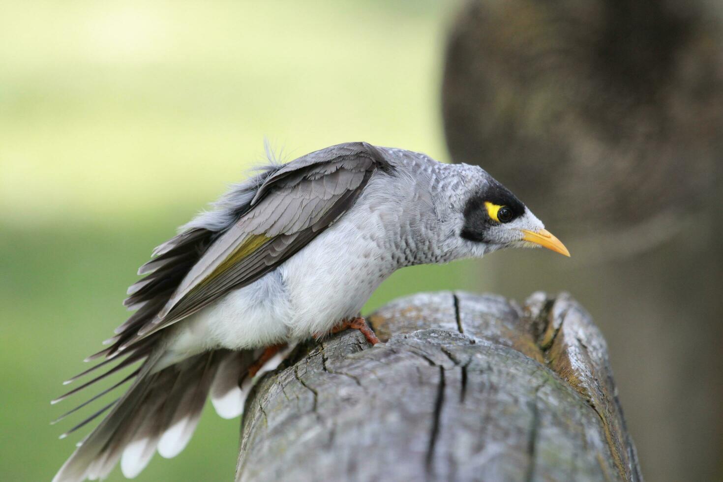 Noisy Miner in Australia photo