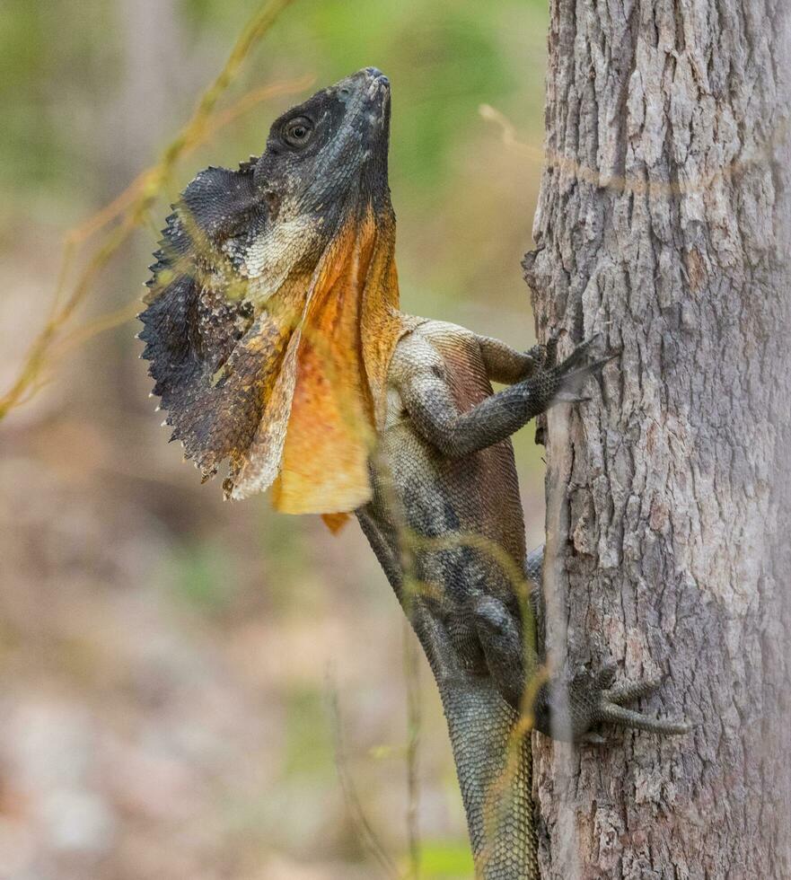 Frill-necked Lizard in Australia photo