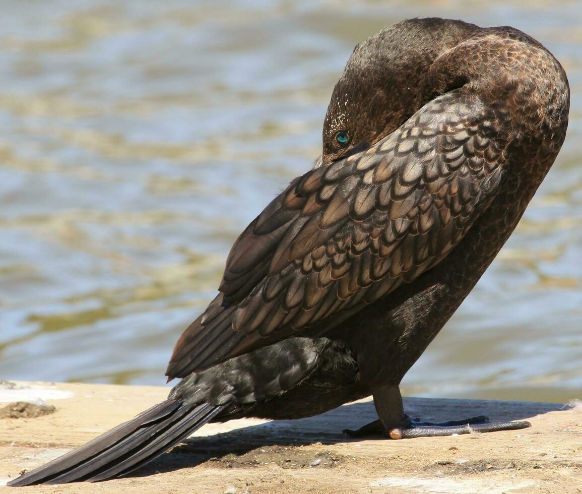 pequeño negro pelusa en nuevo Zelanda foto