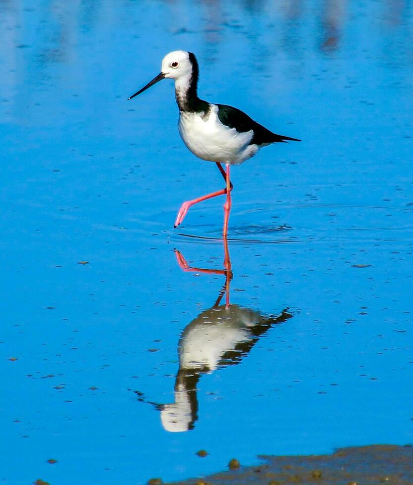 Pied Stilt in New Zealand photo