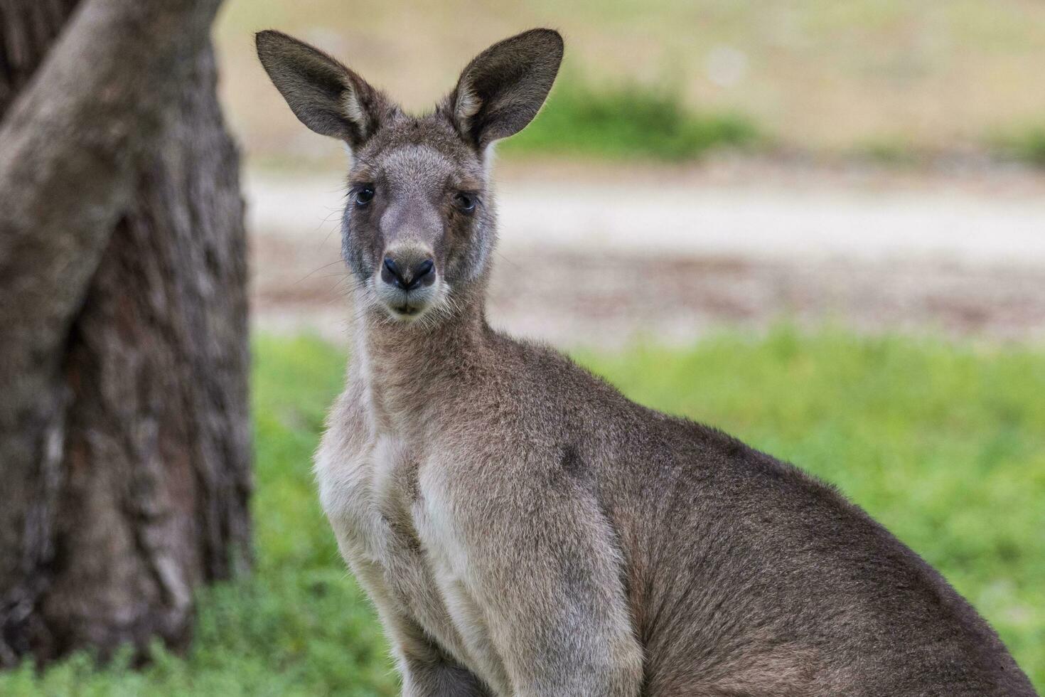 Eastern Grey Kangaroo photo