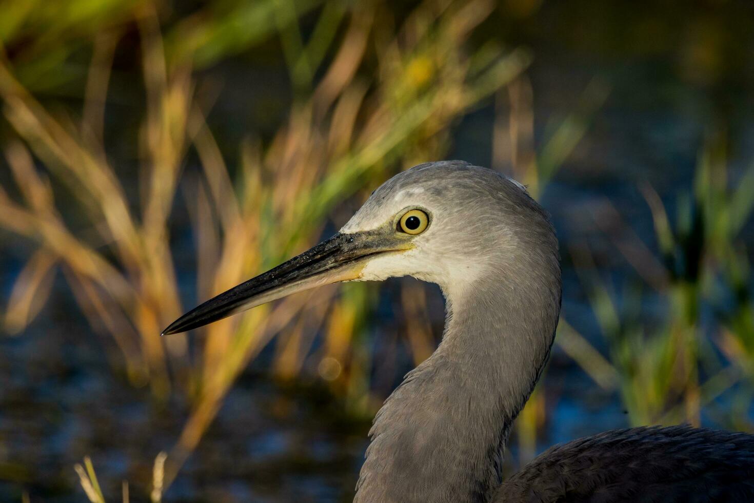 White-faced Heron in Australasia photo
