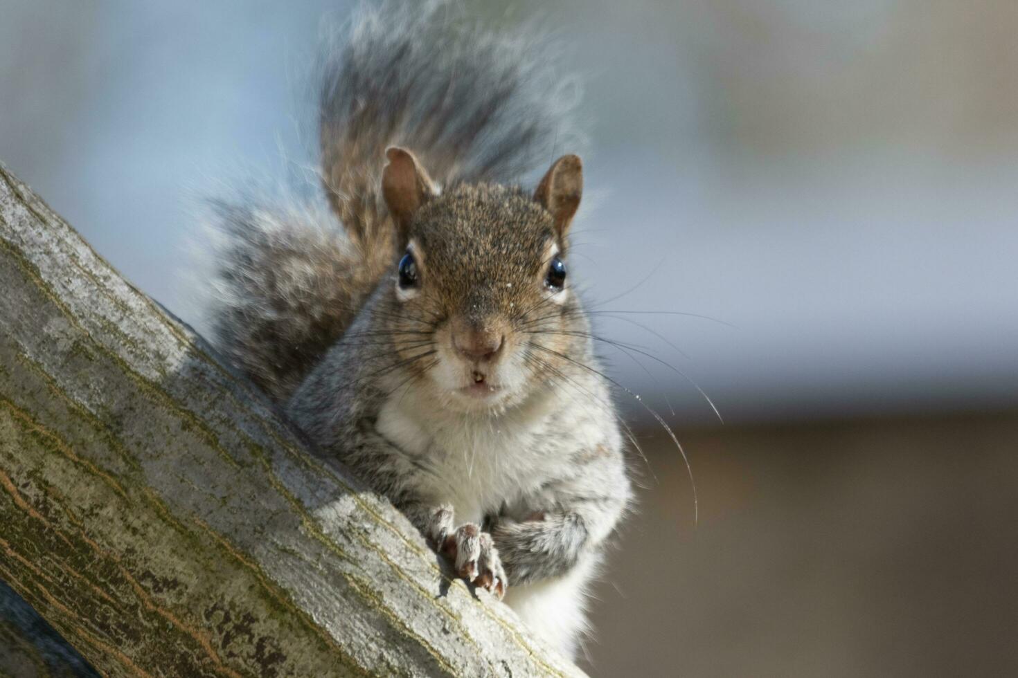 Cute Grey Squirrel photo