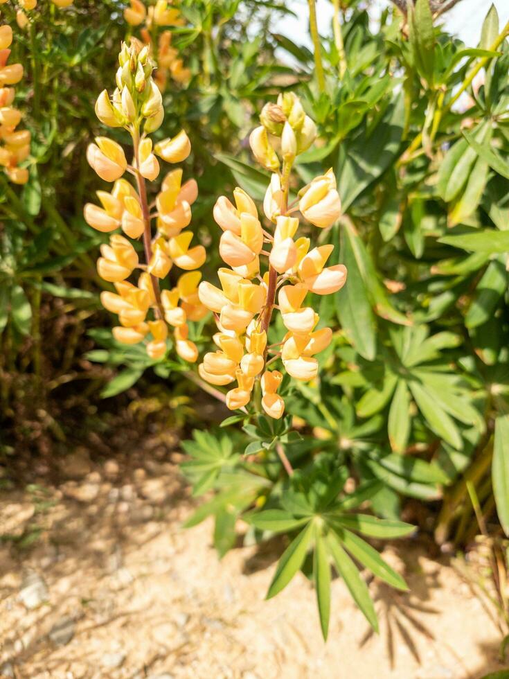 Yellow Bush Lupine photo