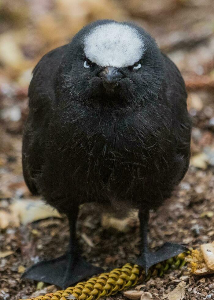 Black Noddy in Australia photo