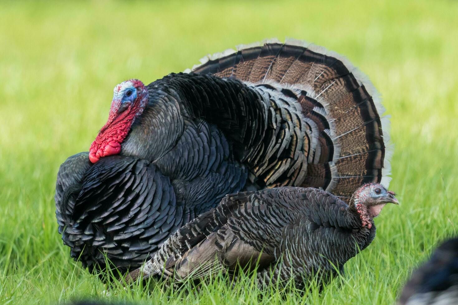 Wild Turkey Bird photo