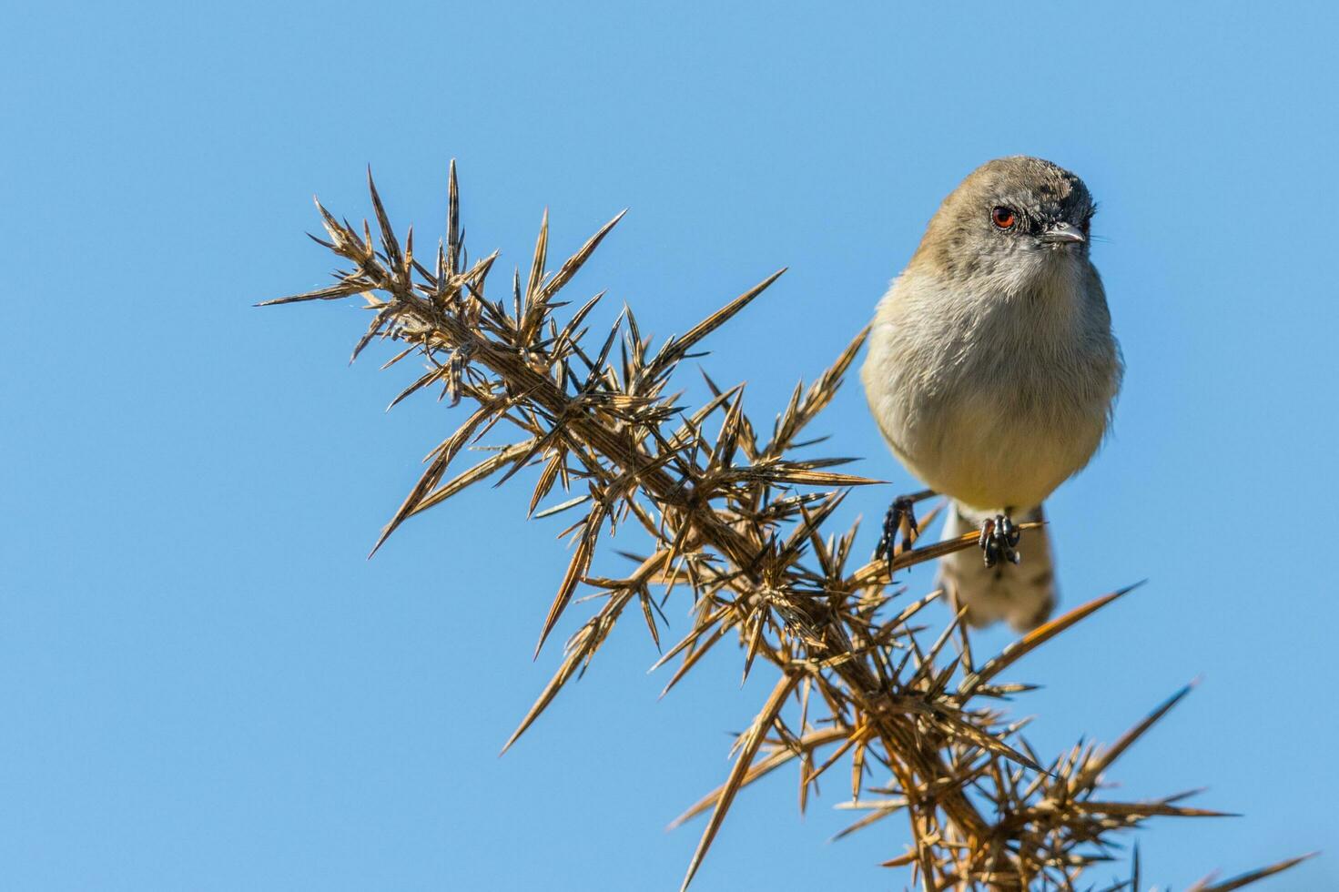Grey Warbler Gerygone from New Zealand photo