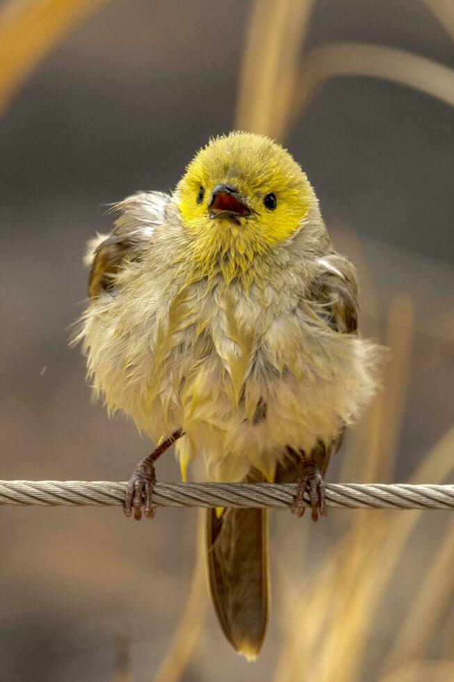 de plumas blancas pájaro azucar en Australia foto