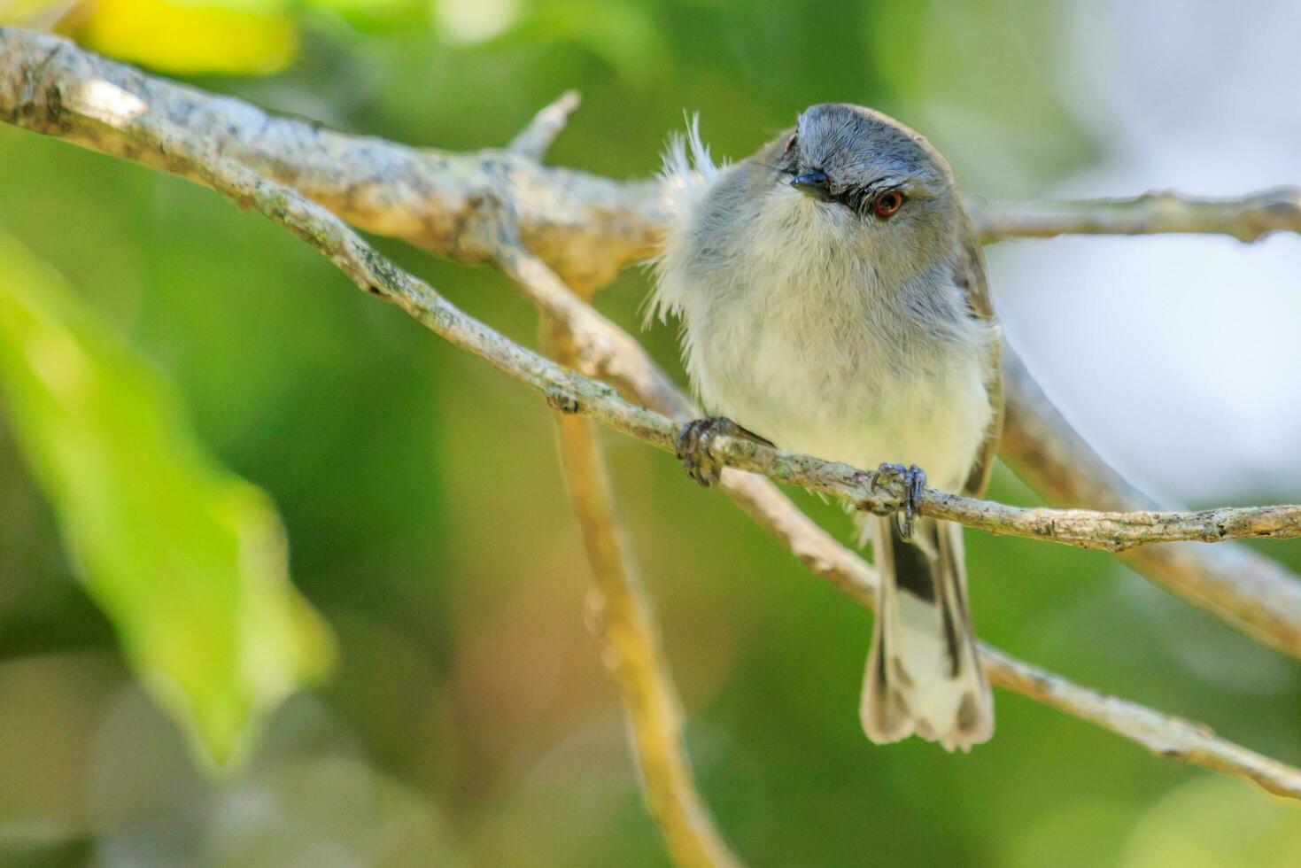 Grey Warbler Gerygone from New Zealand photo