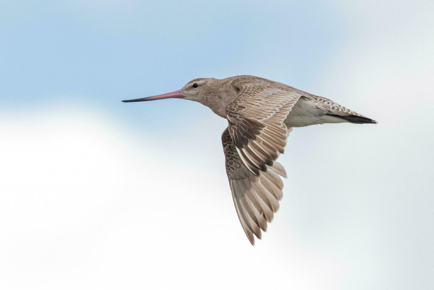 Bar-tailed Godwit in Australasia photo