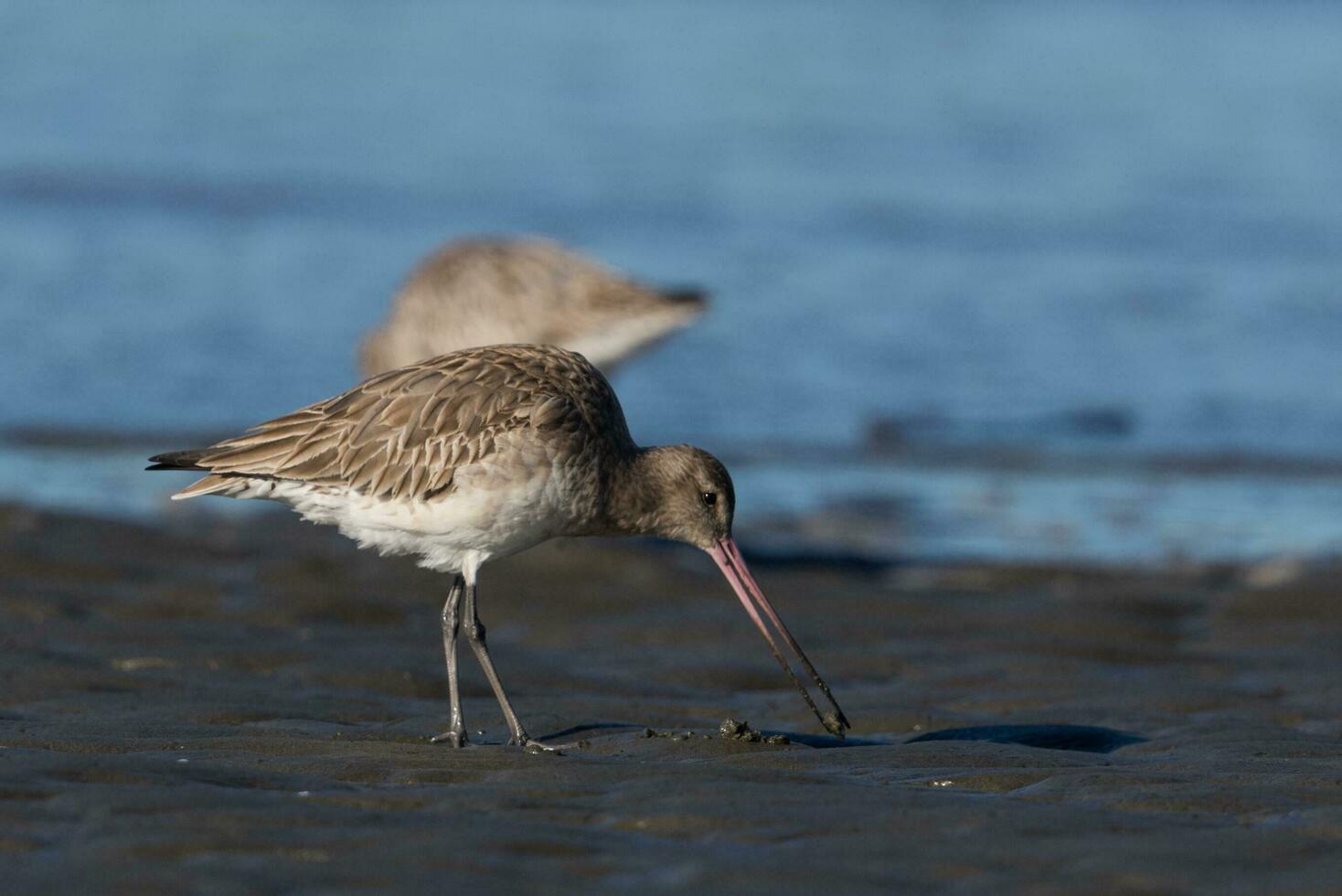 Bar-tailed Godwit in Australasia photo