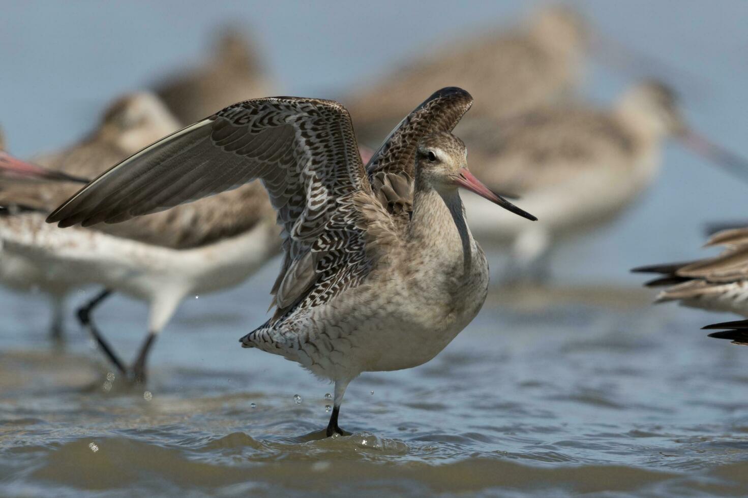 Bar-tailed Godwit in Australasia photo