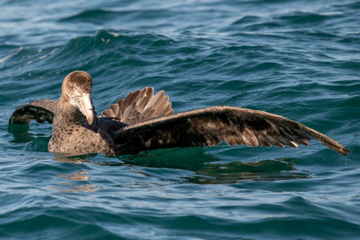 Northern Giant Petrel photo