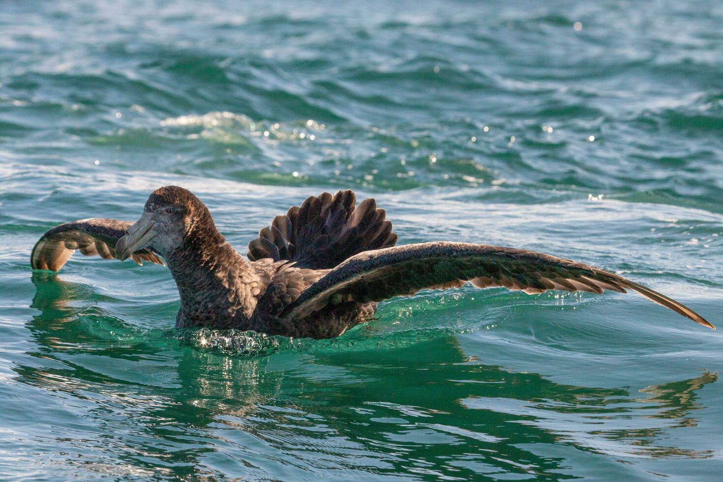 Northern Giant Petrel photo