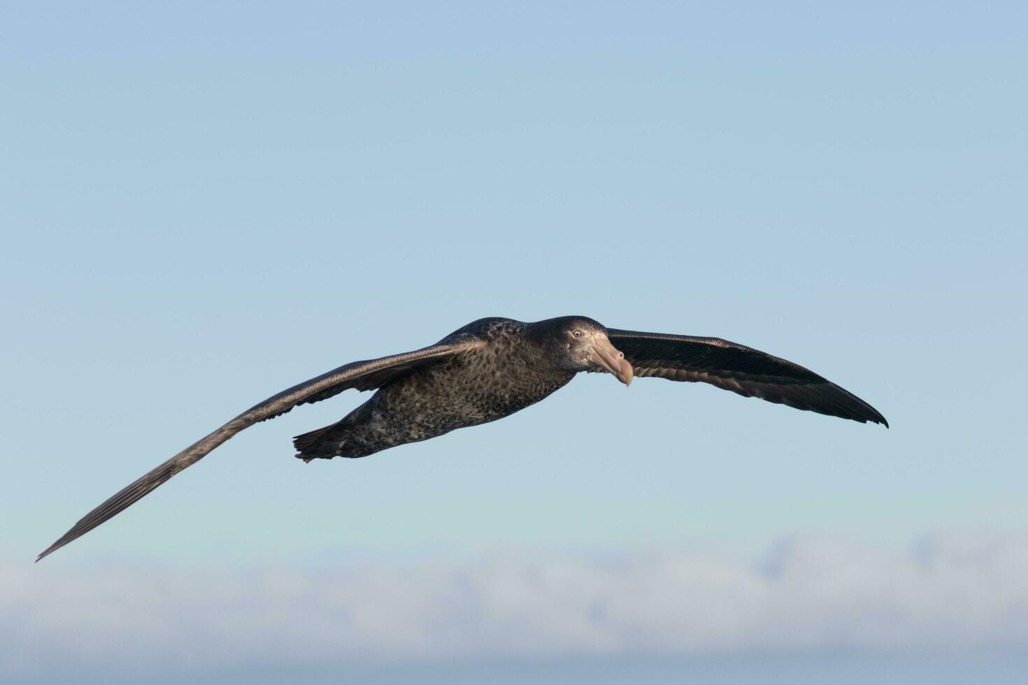 Northern Giant Petrel photo