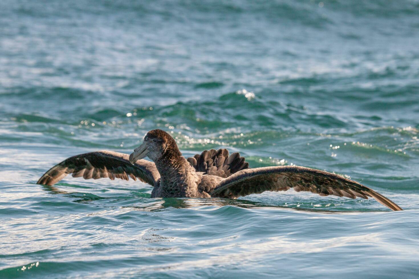Northern Giant Petrel photo