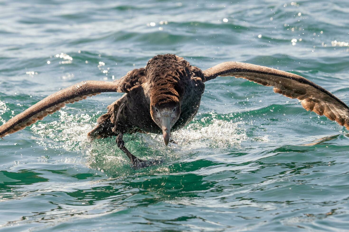 Northern Giant Petrel photo