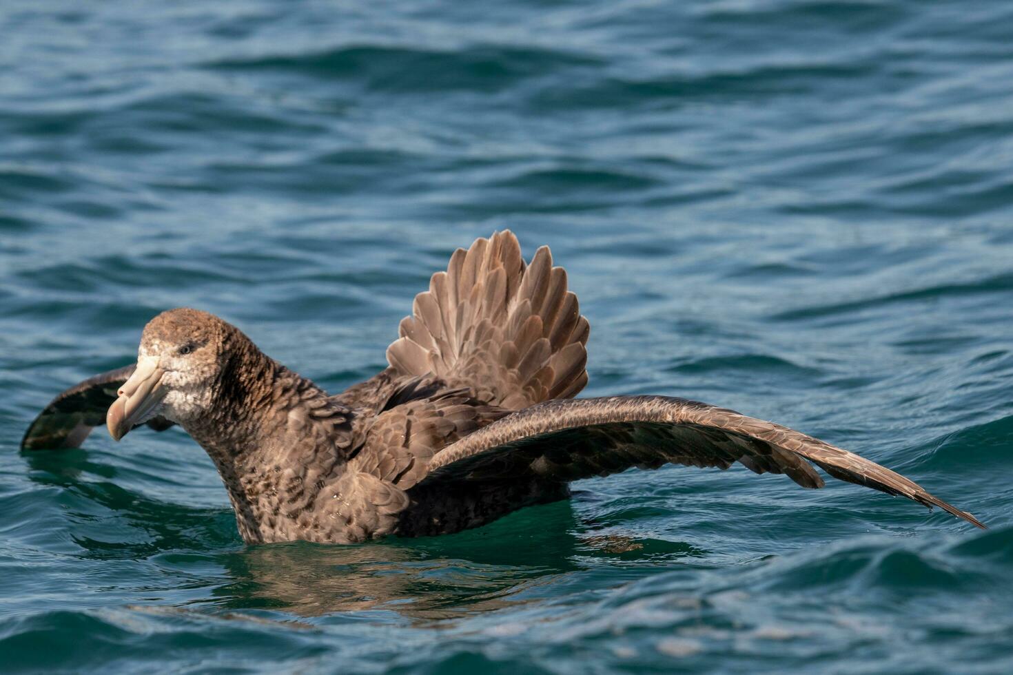 Northern Giant Petrel photo