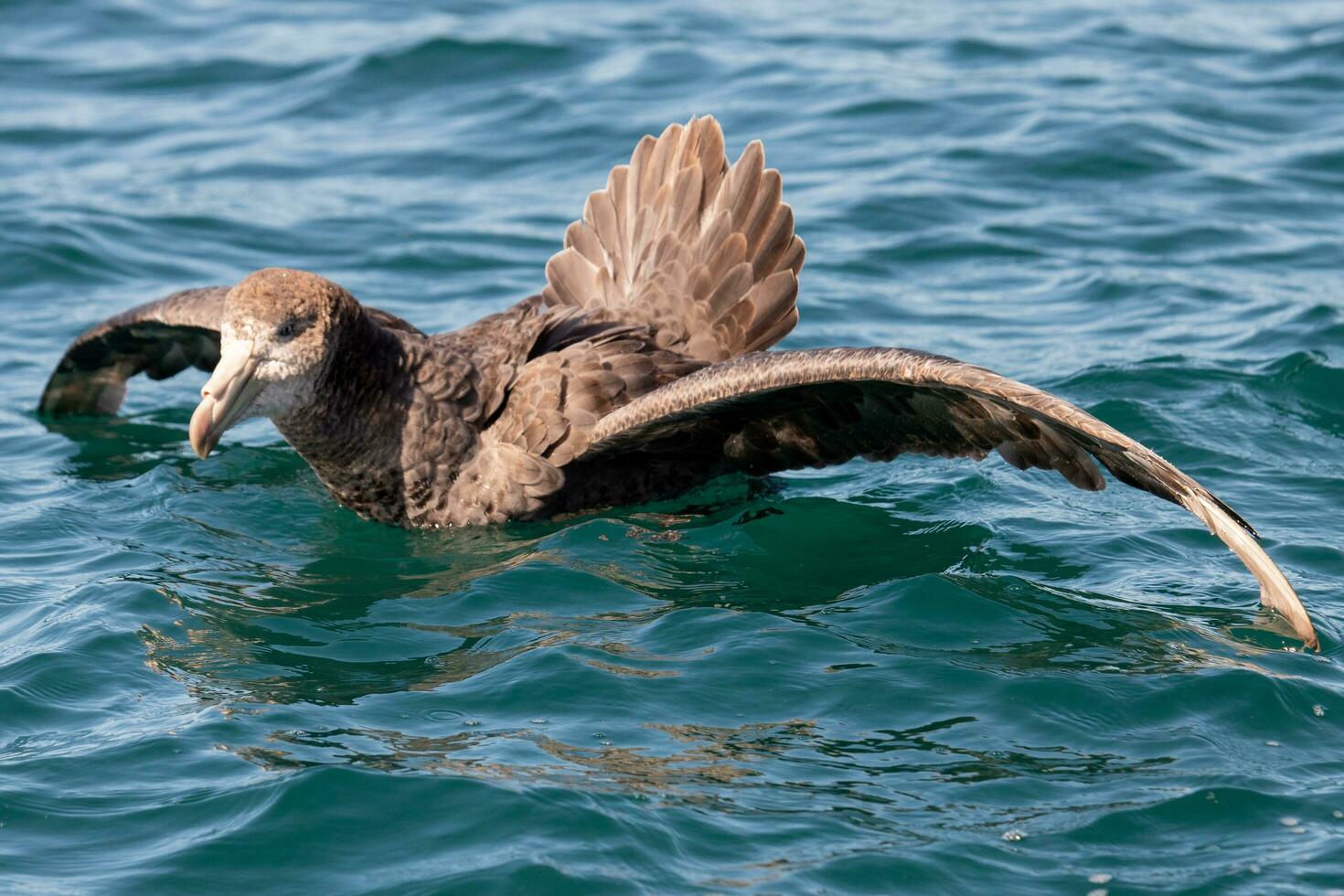 Northern Giant Petrel photo