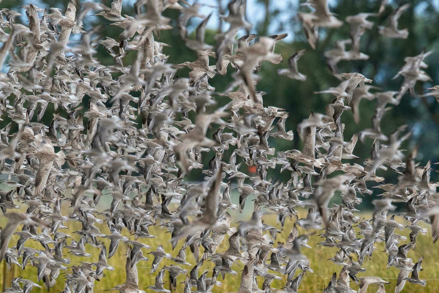 aves playeras congregación en nuevo Zelanda foto