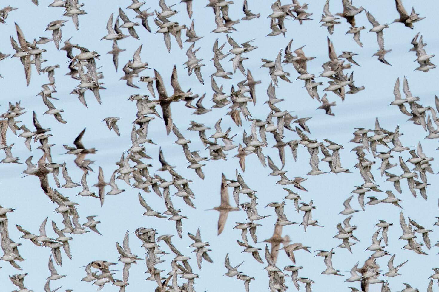 Shorebirds Flocking in New Zealand photo