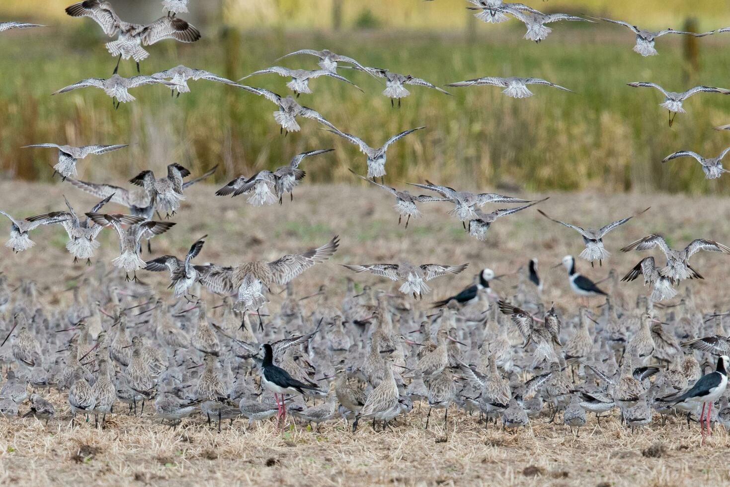 Shorebirds Flocking in New Zealand photo