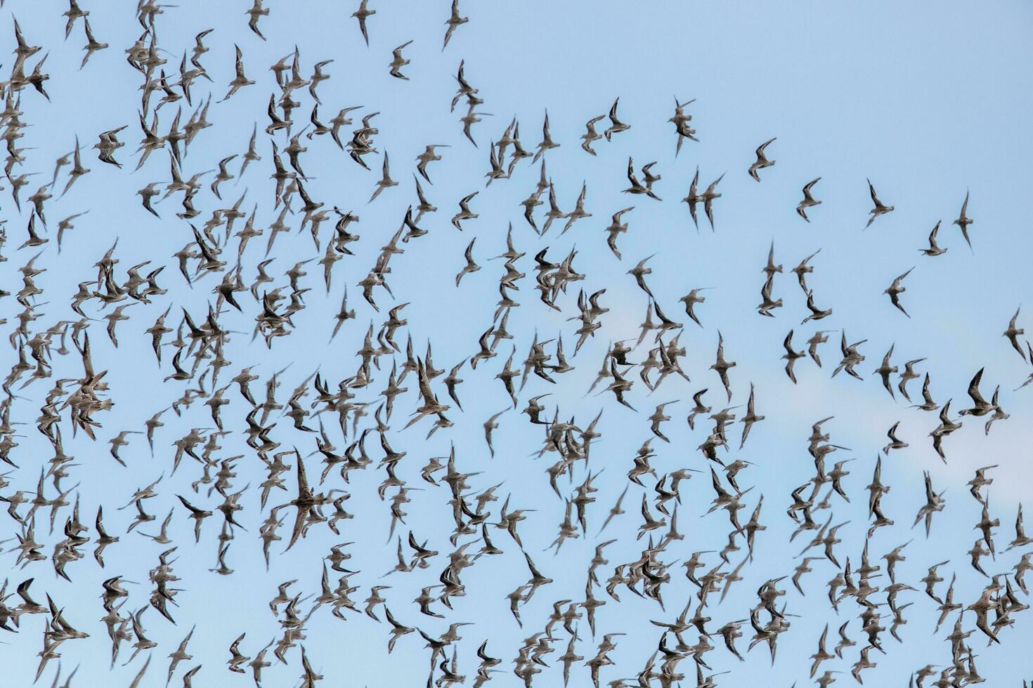 aves playeras congregación en nuevo Zelanda foto