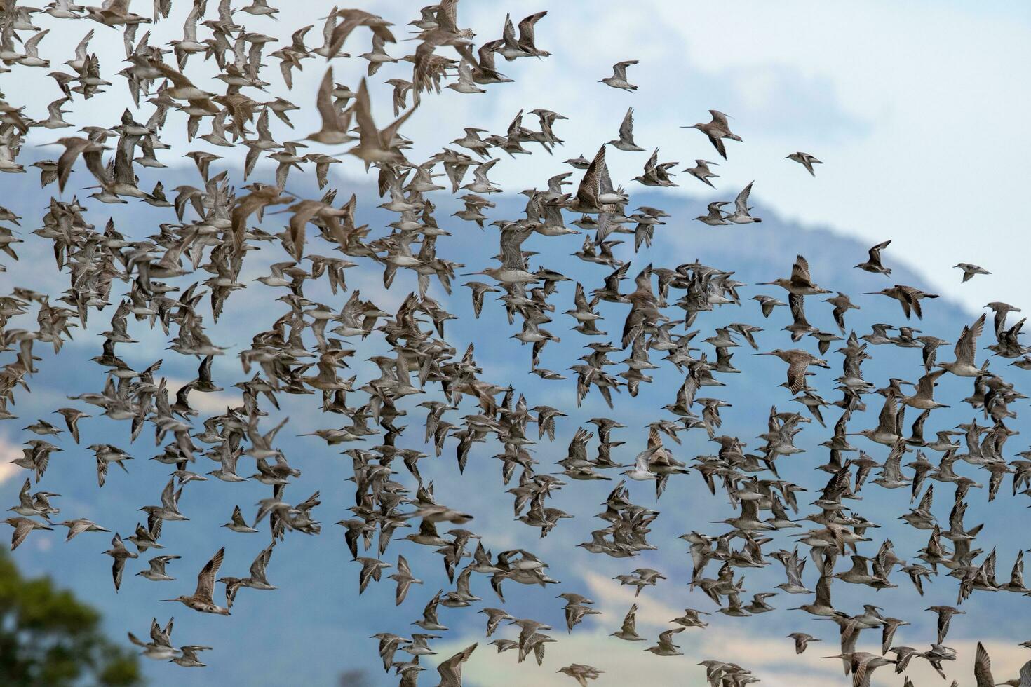 aves playeras congregación en nuevo Zelanda foto