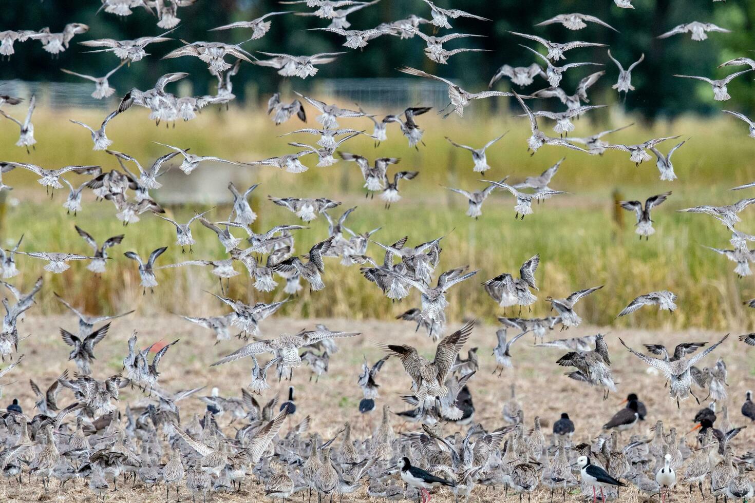 Shorebirds Flocking in New Zealand photo