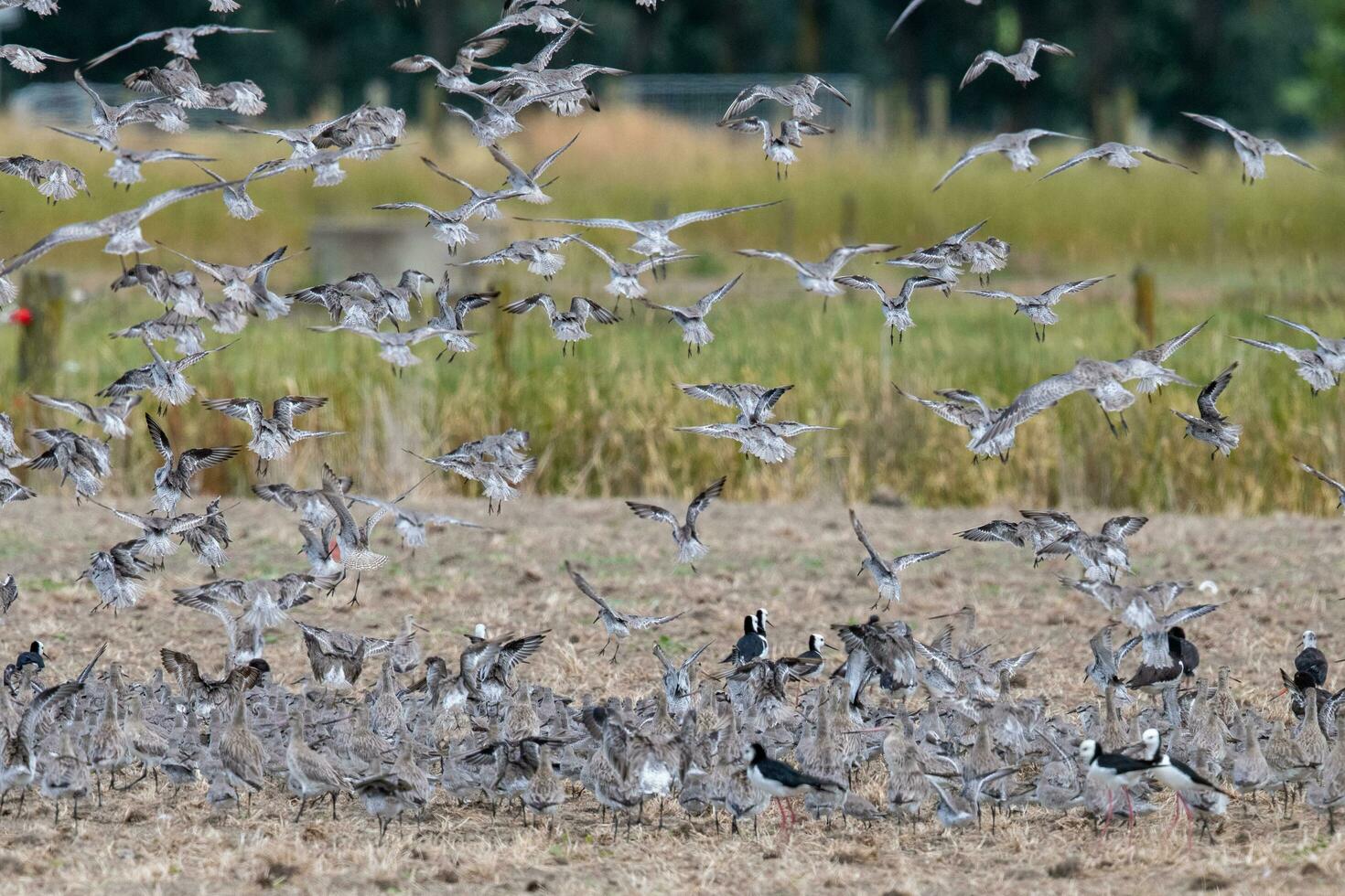 Shorebirds Flocking in New Zealand photo