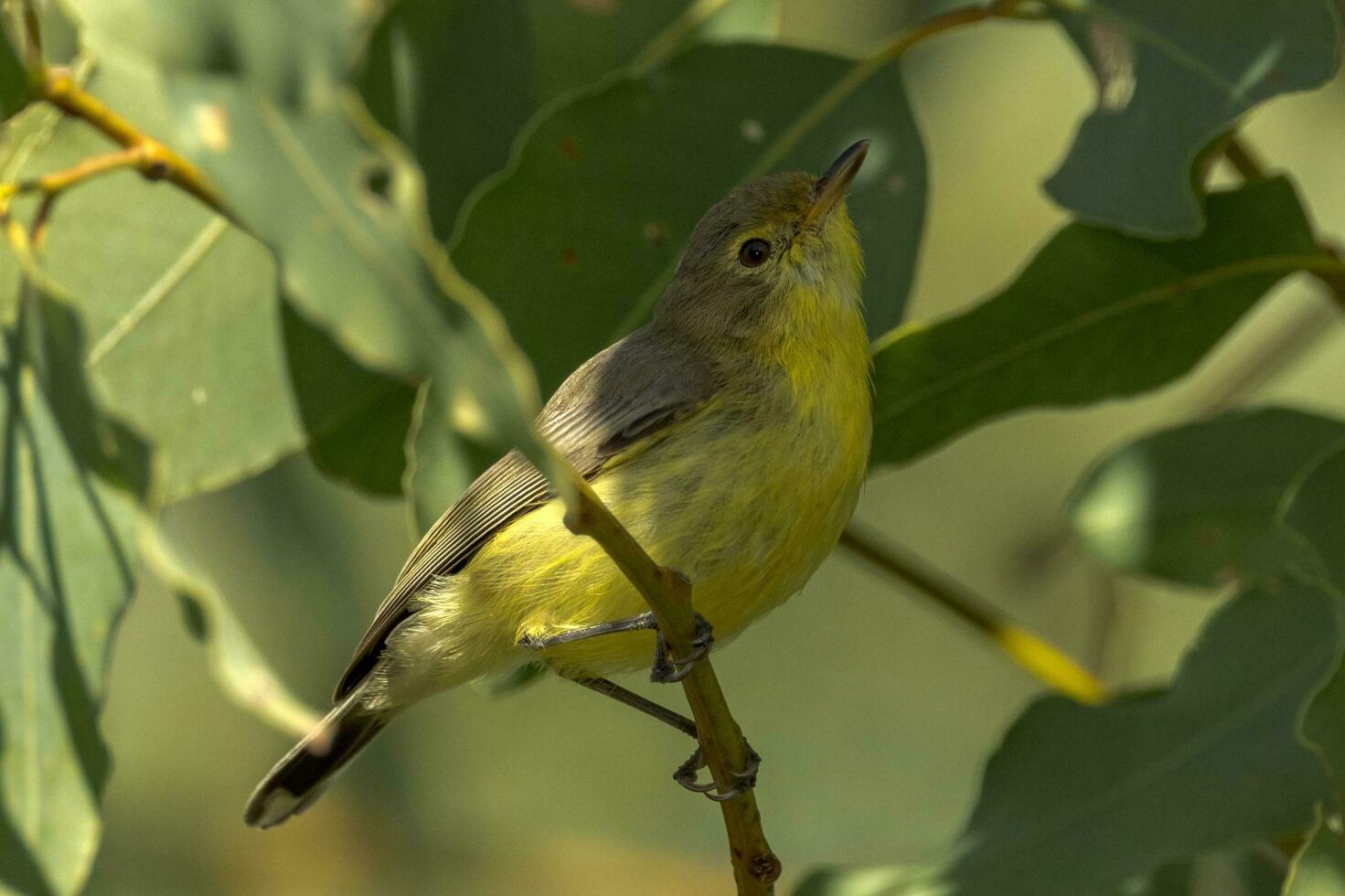 White-throated Gerygone in Australia photo