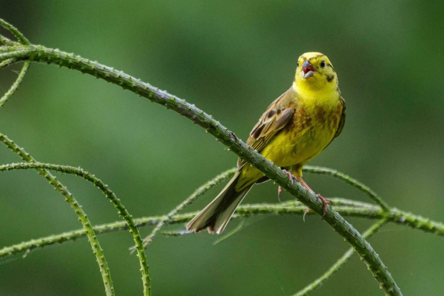 común martillo amarillo pinzón foto