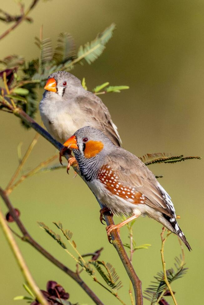 Zebra Finch wild in Australia photo