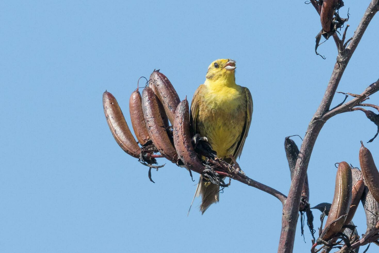 común martillo amarillo pinzón foto