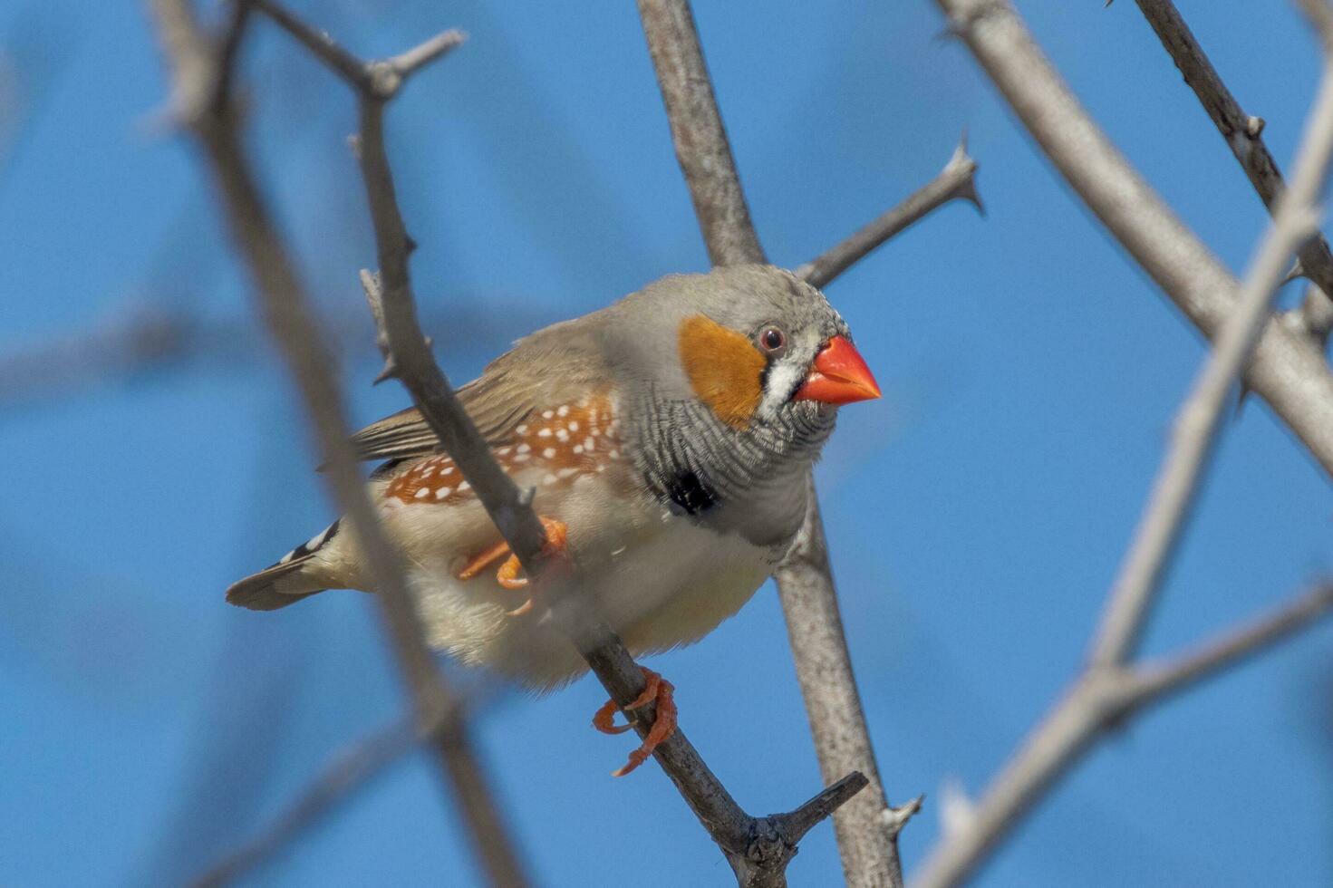 Zebra Finch wild in Australia photo