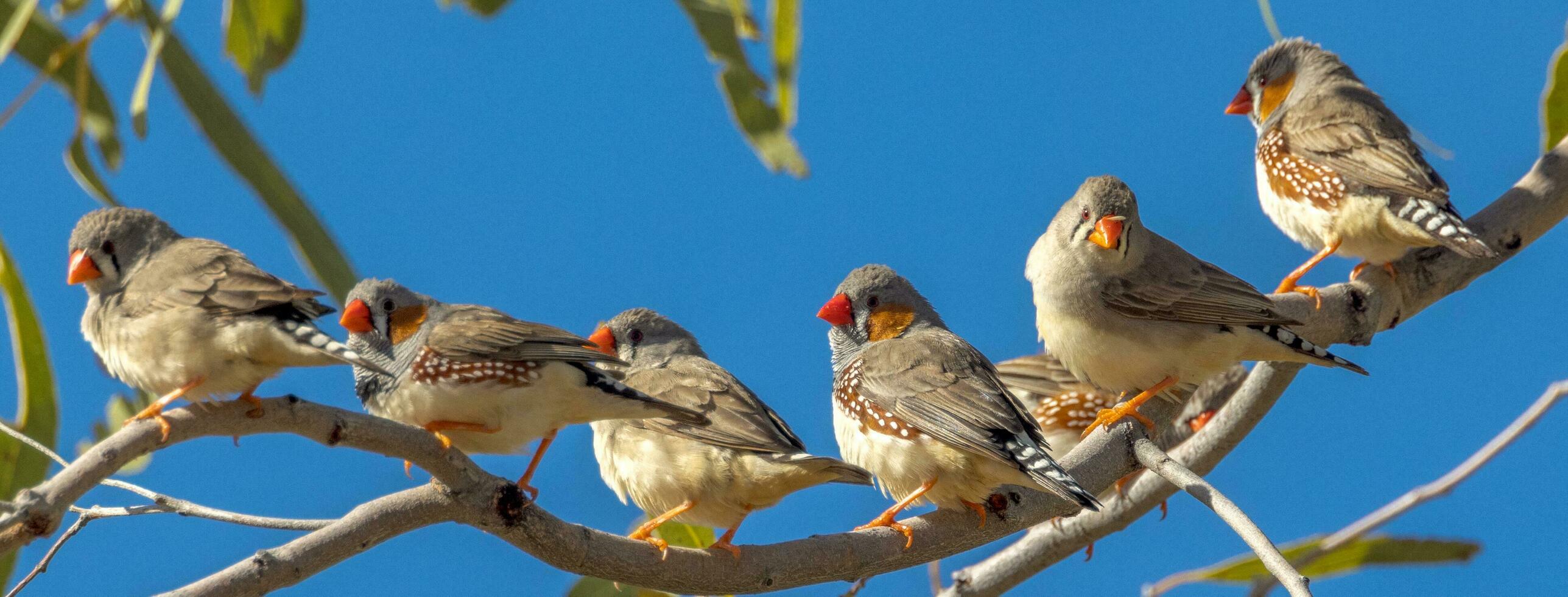 Zebra Finch wild in Australia photo