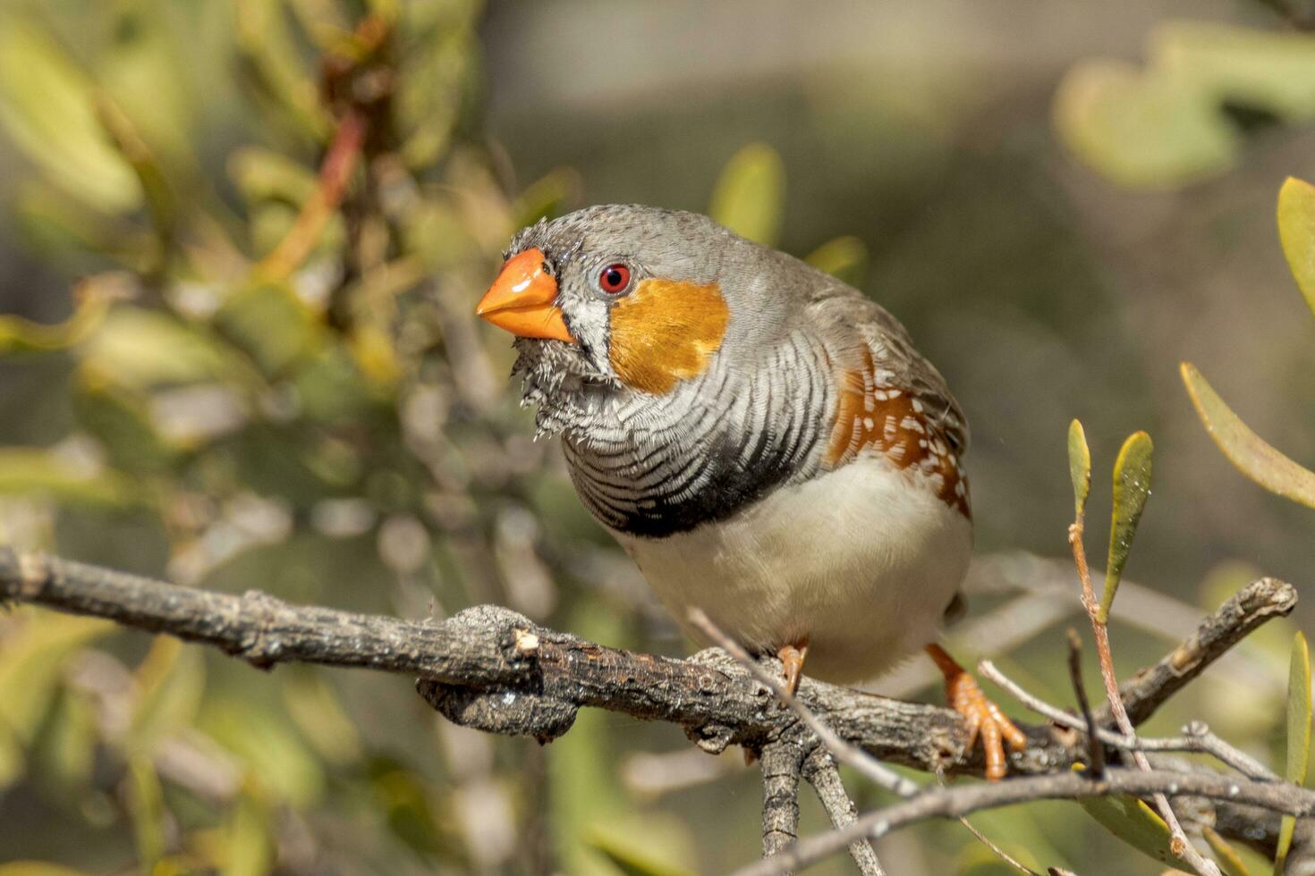 Zebra Finch wild in Australia photo