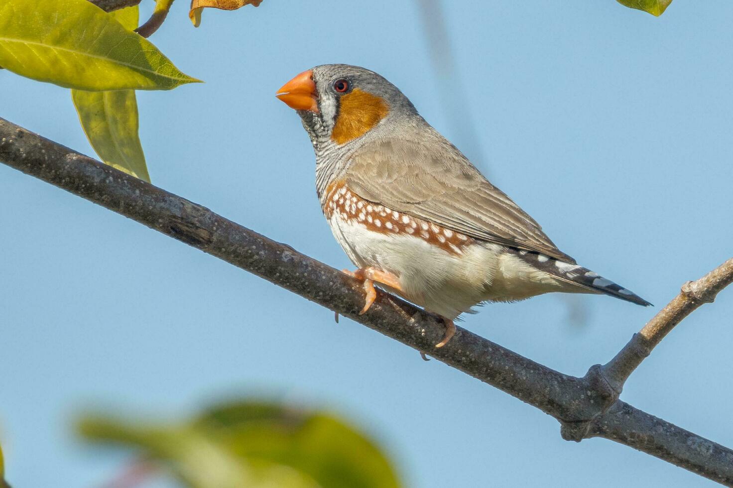 Zebra Finch wild in Australia photo