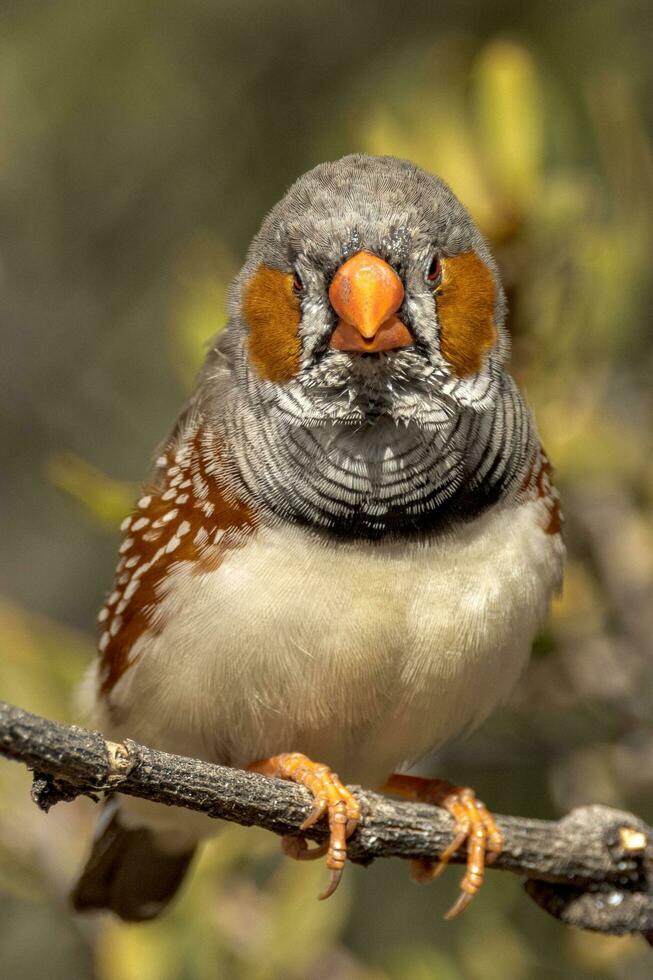 Zebra Finch wild in Australia photo