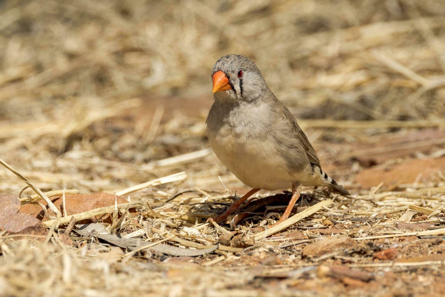 Zebra Finch wild in Australia photo