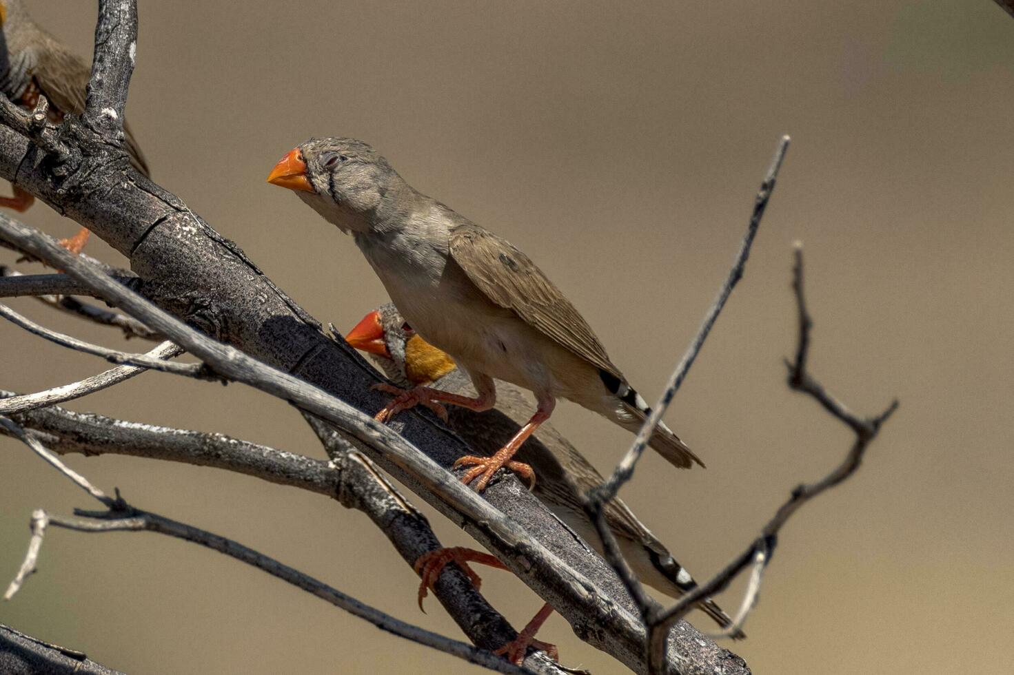 Zebra Finch wild in Australia photo