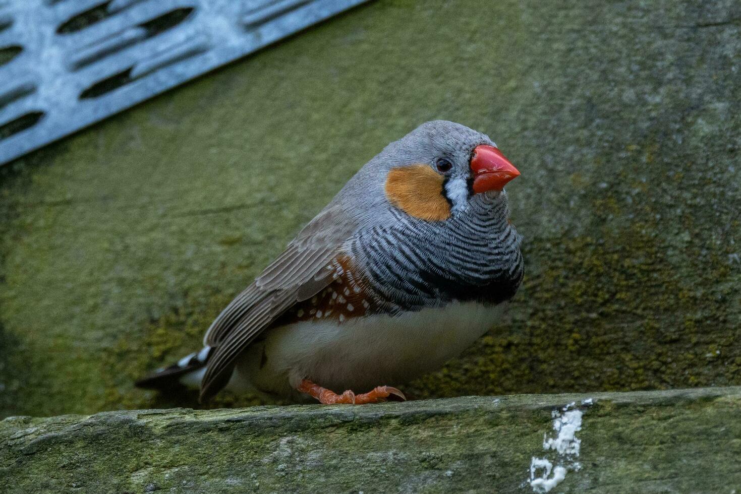 Zebra Finch wild in Australia photo